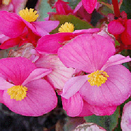  . Begonia semperflorens.