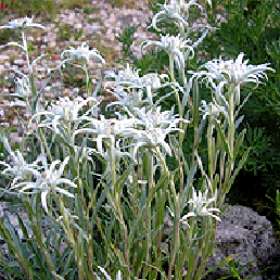  . Leontopodium alpinum.