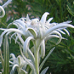  . Leontopodium alpinum.