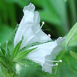  ,  . Echium lycopsis, echium plantagineum.