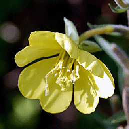  . Oenothera missouriensis.