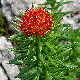  . Rhodiola rosea L.