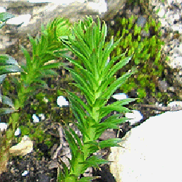  . Rhodiola rosea L.