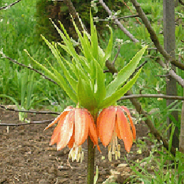  . Fritillaria imperialis L.