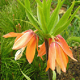  . Fritillaria imperialis L.