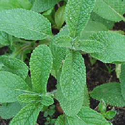   ''. Salvia horminum.