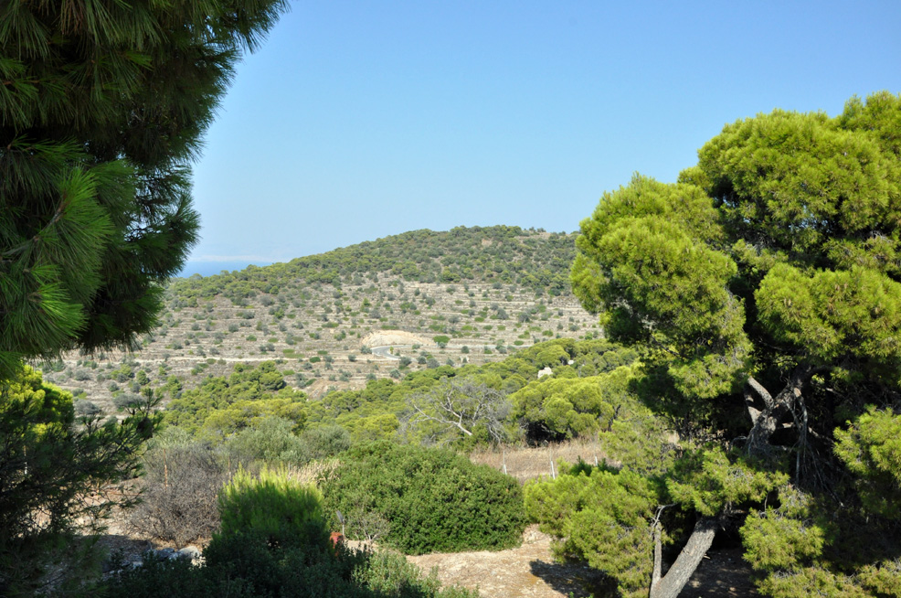 ������. ������ ����� (Aegina). 2015 �.