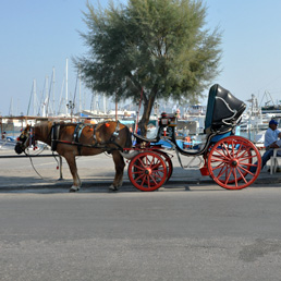 ������. ������ ����� (Aegina).