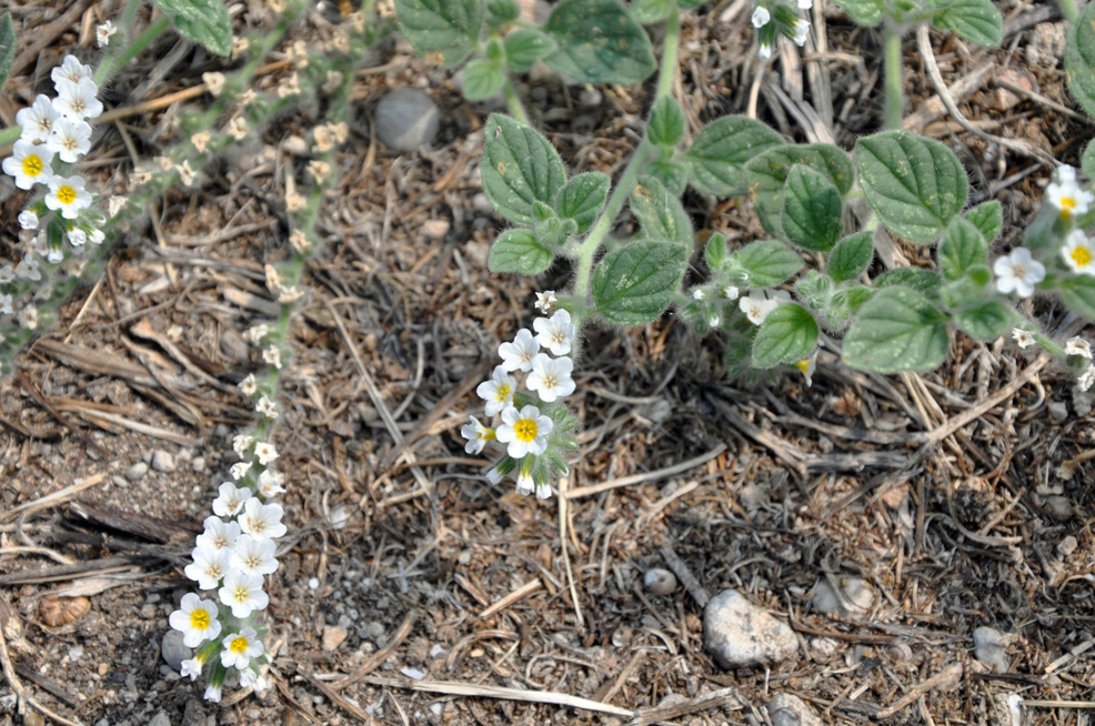 ������. ������� ������ (Corinth). 2015 �.