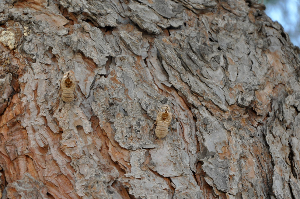 ������. ������� ������ (Corinth). 2015 �.