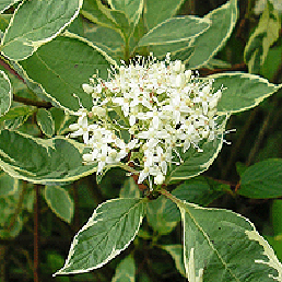   , . Cornus alba L. f. argenteo-marginata.