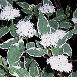   , . Cornus alba L. f. argenteo-marginata.