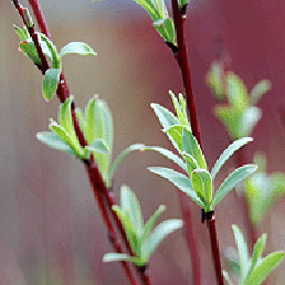  . . Salix purpurea L.