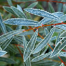  . . Salix purpurea L.