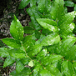  . Mahonia aquifolia.