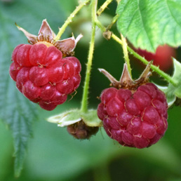  . Rubus idaeus.