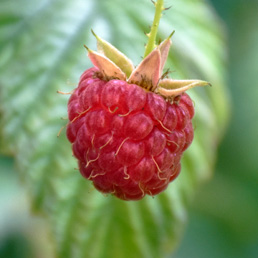  . Rubus idaeus.