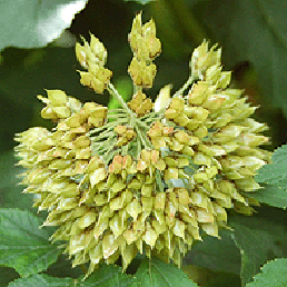   . Physocarpus opulifolus.
