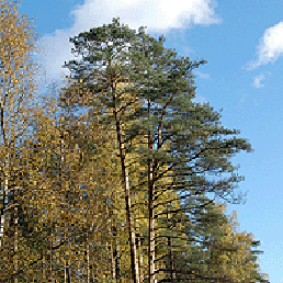  . Pinus sylvestris.