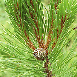  . Pinus mugo.