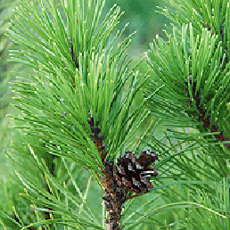  . Pinus mugo.
