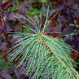  . Pinus strobus L.
