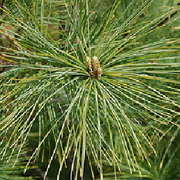  . Pinus strobus L.